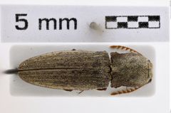Foto (Dorsalansicht) von Agrypnus truncatus (Herbst, 1806) (NHMW-ZOO-COL-0008012)